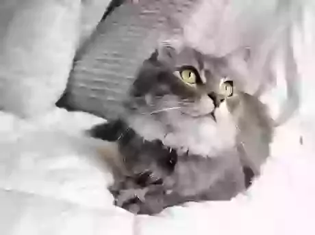 Cat Cremation